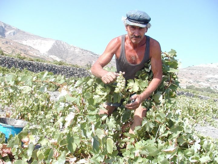 ΕΠΙΤΕΛΟΥΣ ΑΡΧΙΖΕΙ ΝΑ ΓΙΝΕΤΑΙ ΒΙΩΣΙΜΗ Η ΑΜΠΕΛΟΚΑΛΛΙΕΡΓΕΙΑ