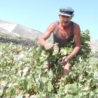 ΚΑΤΑΒΛΗΘΗΚΑΝ ΟΙ ΕΠΙΔΟΤΗΣΕΙΣ ΓΙΑ ΤΟΥΣ ΑΜΠΕΛΟΥΡΓΟΥΣ