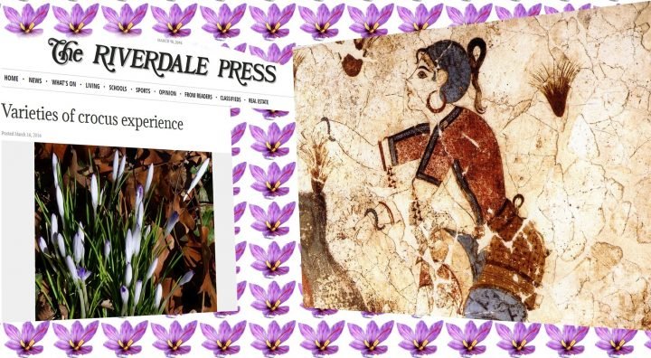 ΚΡΟΚΟΣ: ΤΟ ΕΜΒΛΗΜΑΤΙΚΟ ΛΟΥΛΟΥΔΙ ΤΗΣ ΣΑΝΤΟΡΙΝΗΣ