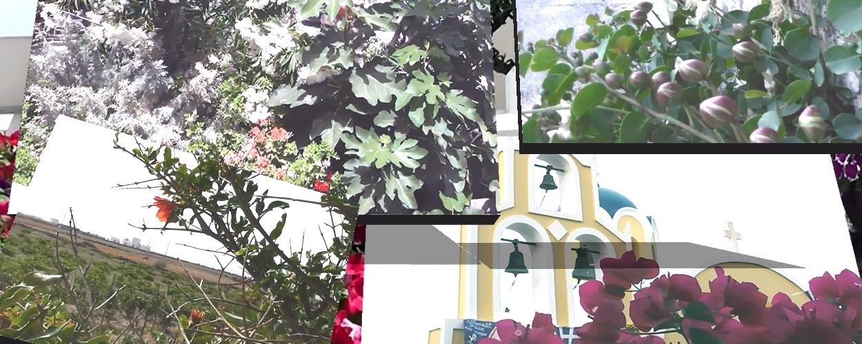 ΦΥΤΑ ΣΥΝΘΕΣΗ