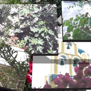 ΦΥΤΑ ΣΥΝΘΕΣΗ