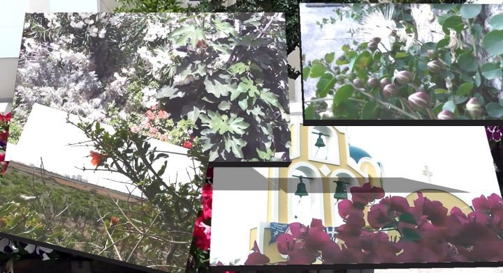 ΤΟ ΣΚΟΡΠΙΟ ΔΑΣΟΣ ΤΗΣ ΣΑΝΤΟΡΙΝΗΣ