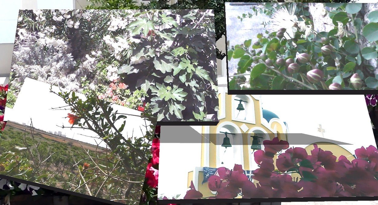 ΤΟ ΣΚΟΡΠΙΟ ΔΑΣΟΣ ΤΗΣ ΣΑΝΤΟΡΙΝΗΣ