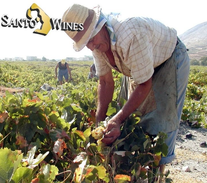 Δηλώσεις συγκομιδής στην ΕΣΘΠ