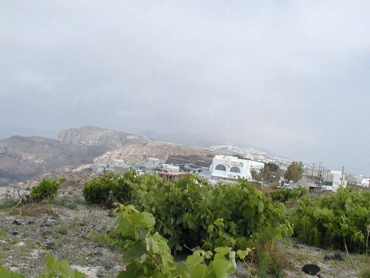 ΔΟΘΗΚΑΝ ΟΙ ΕΠΙΔΟΤΗΣΕΙΣ ΣΤΟΥΣ ΑΜΠΕΛΟΥΡΓΟΥΣ