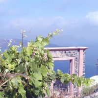 Οι οινοποιοί της Σαντορίνης οργανώνονται σε νέο σύνδεσμο