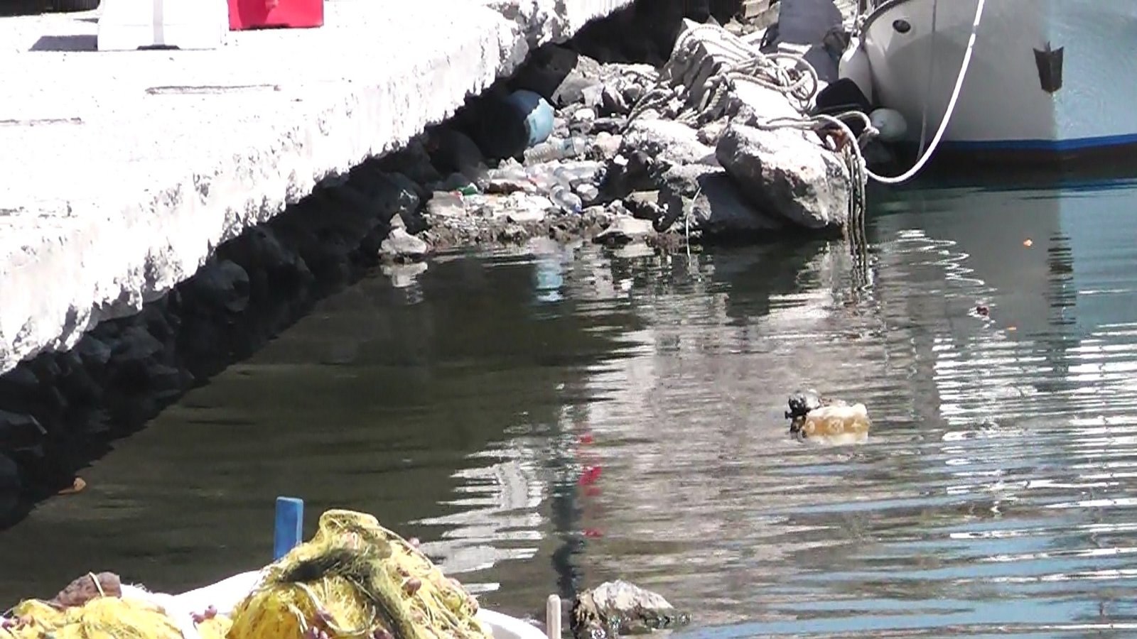 ΒΙΝΤΕΟ: ΣΚΟΡΔΑ ΒΛΥΧΑΔΑΣ