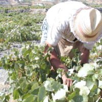 ΒΕΝΤΕΜΑ 2017: Η ΩΡΑ ΤΩΝ ΠΟΙΚΙΛΙΑΚΩΝ ΣΤΑΦΥΛΙΩΝ