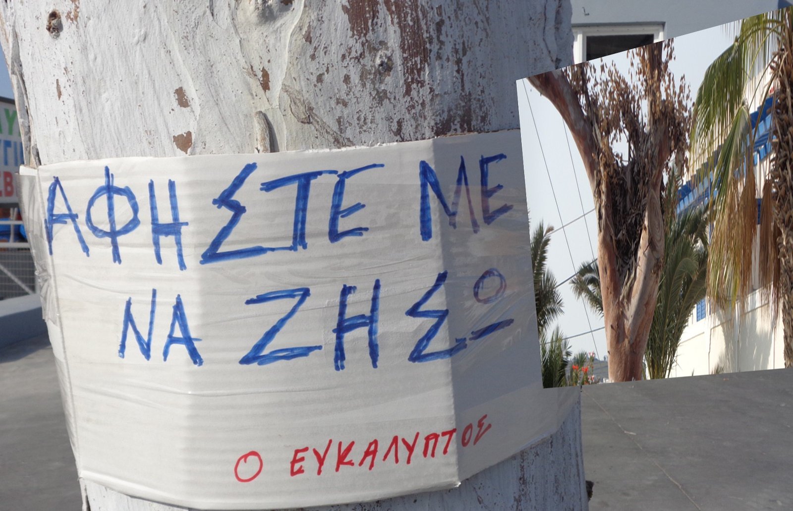 Η ΣΦΑΓΗ ΤΩΝ ΝΗΠΙΩΝ (ΕΥΚΑΛΥΠΤΩΝ).