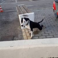 ENA ΣΚΥΛΑΚΙ ΑΝΑΖΗΤΑ ΤΟΝ ΑΝΘΡΩΠΟ ΤΟΥ