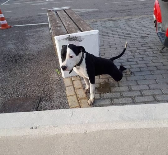 23472939 10155267029432987 1929002909878663592 n