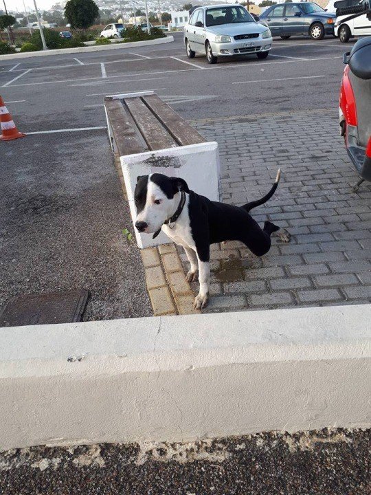ENA ΣΚΥΛΑΚΙ ΑΝΑΖΗΤΑ ΤΟΝ ΑΝΘΡΩΠΟ ΤΟΥ