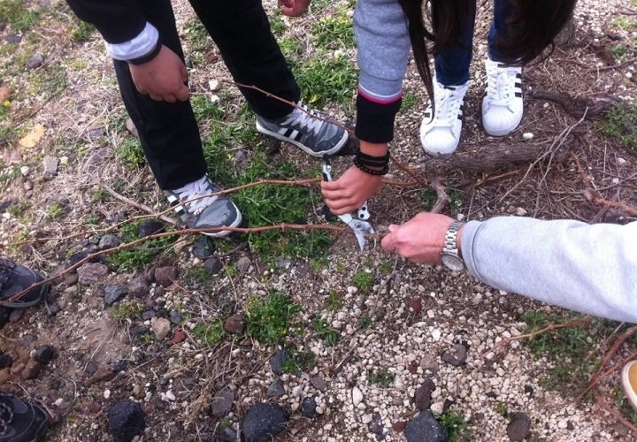 School seminars vineyard (1)