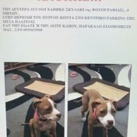 ΧΑΘΗΚΕ ΣΚΥΛΑΚΙ