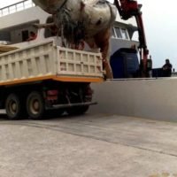 ΠΕΡΙΣΥΛΛΟΓΗ ΤΗΣ ΝΕΚΡΗΣ ΦΑΛΑΙΝΑΣ ΑΠΟ ΤΟ ΑΚΡΩΤΗΡΙ