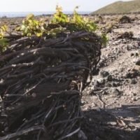 ΑΜΠΕΛΟΟΙΝΙΚΗ ΠΑΡΑΔΟΣΗ ΣΑΝΤΟΡΙΝΗΣ
