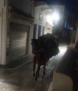 γαιδουρακι