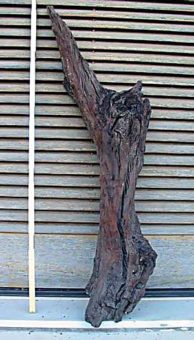 Το απολιθωμένο κλαδί ελιάς, που οδήγησε στη χρονολόγηση της Μινωικής Έκρηξης