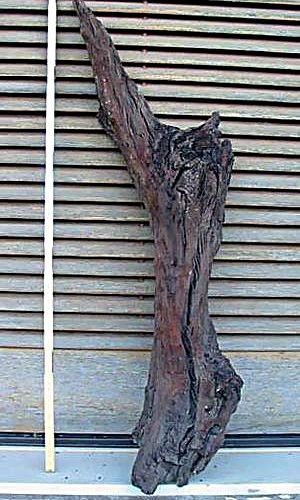 Το απολιθωμένο κλαδί ελιάς, που οδήγησε στη χρονολόγηση της Μινωικής Έκρηξης