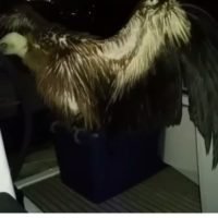 ΚΑΙ ΝΑΙ!, Η ΦΙΛΟΖΩΙΚΗ ΕΥΑΙΣΘΗΣΙΑ ΕΠΙΚΡΑΤΕΙ ΣΤΗ ΣΑΝΤΟΡΙΝΗ