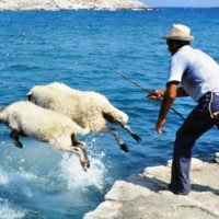 “Η ΚΟΥΡΑ ΤΩΝ ΑΜΝΩΝ” ΣΤΗ ΣΙΚΙΝΟ