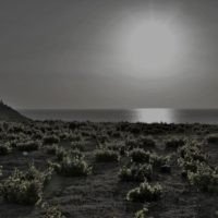 ΑΔΕΙΕΣ ΓΙΑ ΝΕΕΣ ΦΥΤΕΥΣΕΙΣ ΑΜΠΕΛΩΝΩΝ