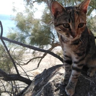 78117226 580328942793842 2051355094435233792 n