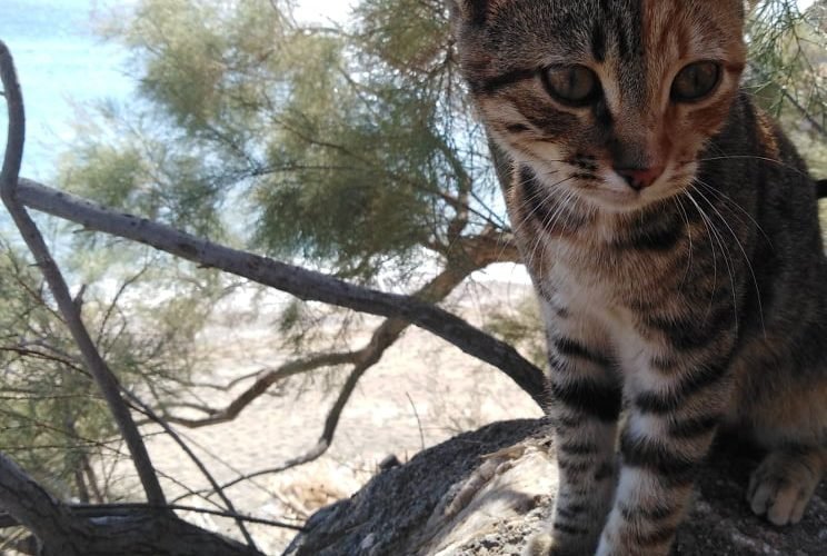 78117226 580328942793842 2051355094435233792 n