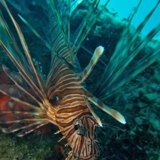 10 05 2020 Sideris Pterois miles CS