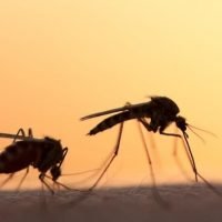 ΜΙΑ ΑΘΕΑΤΗ ΑΠΕΙΛΗ ΣΤΗ ΣΑΝΤΟΡΙΝΗ: ΤΑ ΚΟΥΝΟΥΠΙΑ