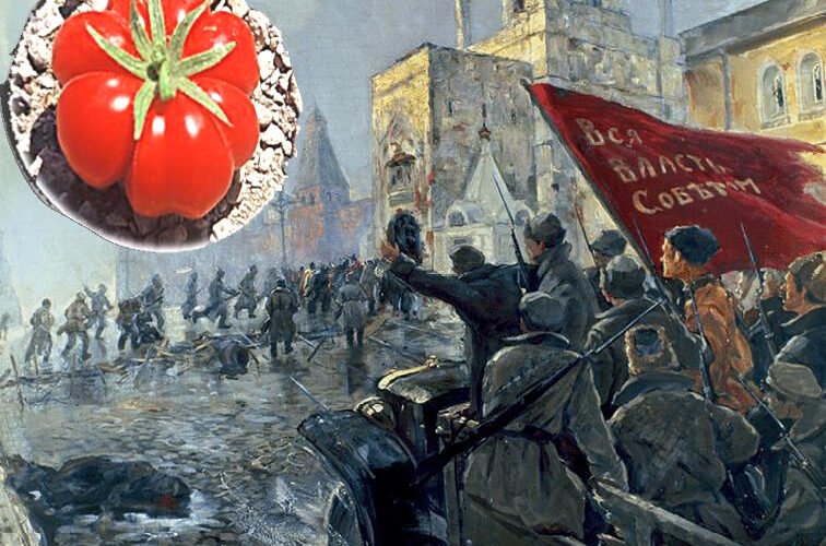 ΜΠΟΛΣΕΒΙΚΟΙ ΤΟΜΑΤΑΚΙ