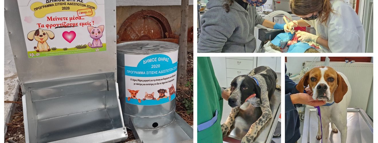 12 03 2021 Προγραμμα Αδεσποτων