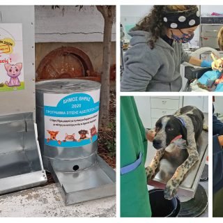 12 03 2021 Προγραμμα Αδεσποτων