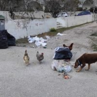 ΤΑ ΔΥΣΜΟΙΡΑ-ΠΕΙΝΑΣΜΕΝΑ ΖΩΑΚΙΑ ΘΑ ΦΤΑΙΝΕ ΠΑΛΙ;