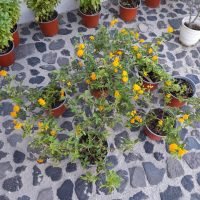 ΚΑΛΛΩΠΙΣΜΟΣ ΤΟΥ ΠΡΟΑΥΛΙΟΥ ΜΟΥΣΕΙΟΥ ΠΡΟΪΣΤΟΡΙΚΗΣ ΘΗΡΑΣ