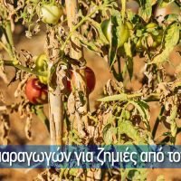 Δηλώσεις παραγωγών για ζημιές από τον καύσωνα  