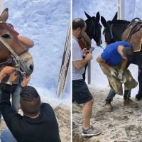 ΥΠΑΡΧΟΥΝ ΚΑΙ ΤΑ ΖΩΑ ΕΡΓΑΣΙΑΣ ΠΟΥ ΧΡΕΙΑΖΟΝΤΑΙ ΦΡΟΝΤΙΔΑ