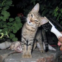 ΠΟΙΟΣ ΔΟΛΟΦΟΝΕΙ ΤΑ ΑΔΕΣΠΟΤΑ ΓΑΤΑΚΙΑ ΤΗΣ ΣΙΚΙΝΟΥ;