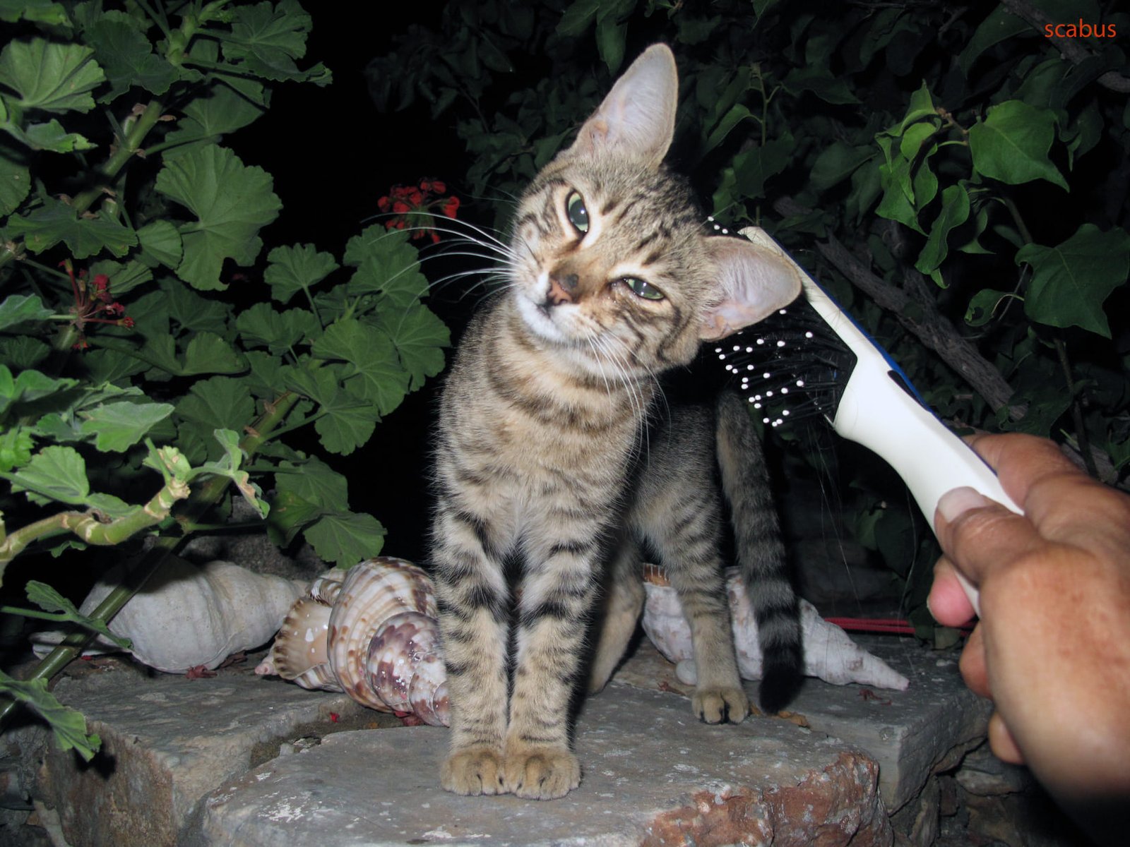 ΠΟΙΟΣ ΔΟΛΟΦΟΝΕΙ ΤΑ ΑΔΕΣΠΟΤΑ ΓΑΤΑΚΙΑ ΤΗΣ&hellip;