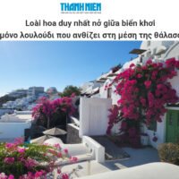 ΩΔΗ ΣΤΗ ΜΠΟΥΚΑΜΒΙΛΙΑ ΤΗΣ ΣΑΝΤΟΡΙΝΗΣ ΑΠΟ ΤΟ ΒΙΕΤΝΑΜ