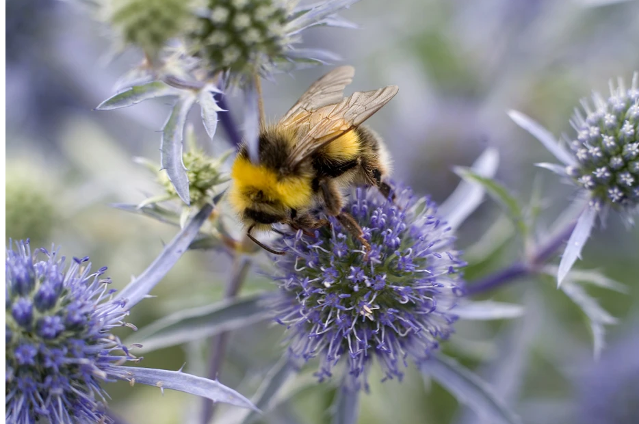 ΕΜΠΛΟΥΤΙΣΜΟΣ-ΕΝΙΣΧΥΣΗ ΤΗΣ ΧΛΩΡΙΔΑΣ ΣΤΟ ΝΟΤΙΟ ΑΙΓΑΙΟ
