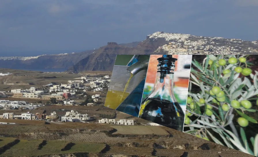 ΙΔΡΥΕΤΑΙ ΕΛΑΙΟΠΑΡΑΓΩΓΙΚΟΣ ΣΥΝΕΤΑΙΡΙΣΜΟΣ ΣΤΗ ΣΑΝΤΟΡΙΝΗ