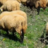 Άνοιξε η πλατφόρμα των δηλώσεων για ενίσχυση των κτηνοτρόφων