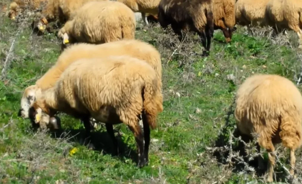 Άνοιξε η πλατφόρμα των δηλώσεων για ενίσχυση των κτηνοτρόφων