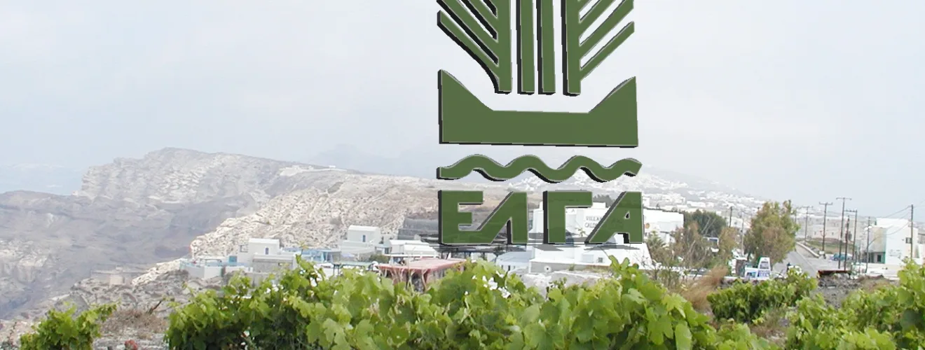 ΑΜΠΕΛΙ ΕΛΓΑ