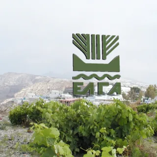 ΑΜΠΕΛΙ ΕΛΓΑ