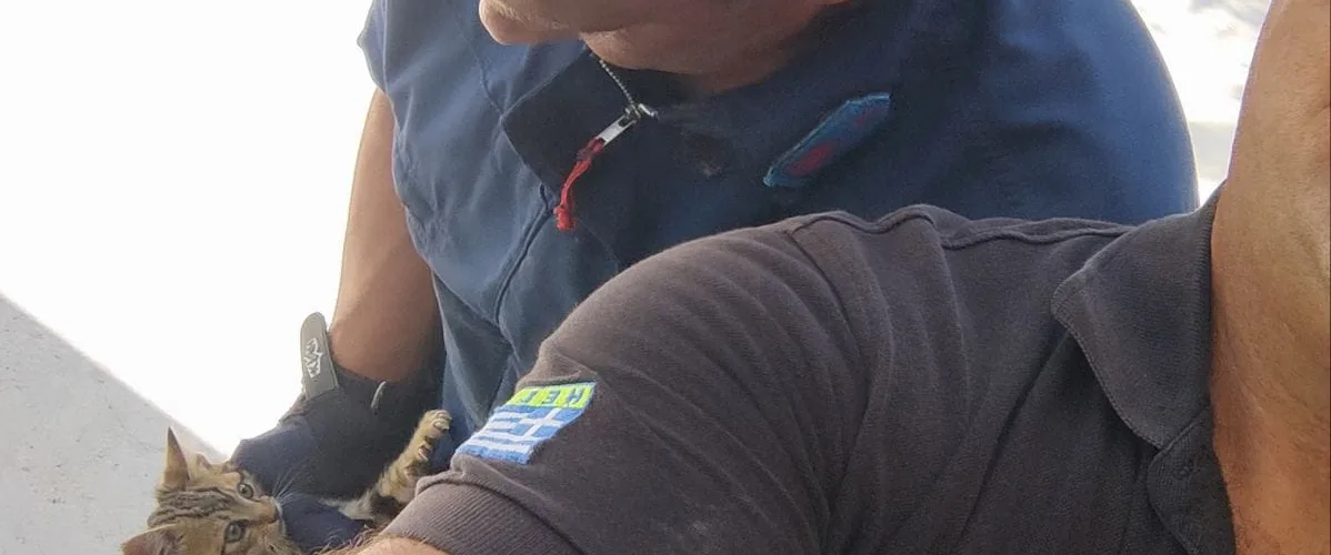 ΠΥΡΟΣΒΕΣΤΙΚΗ ΓΑΤΑΚΙ