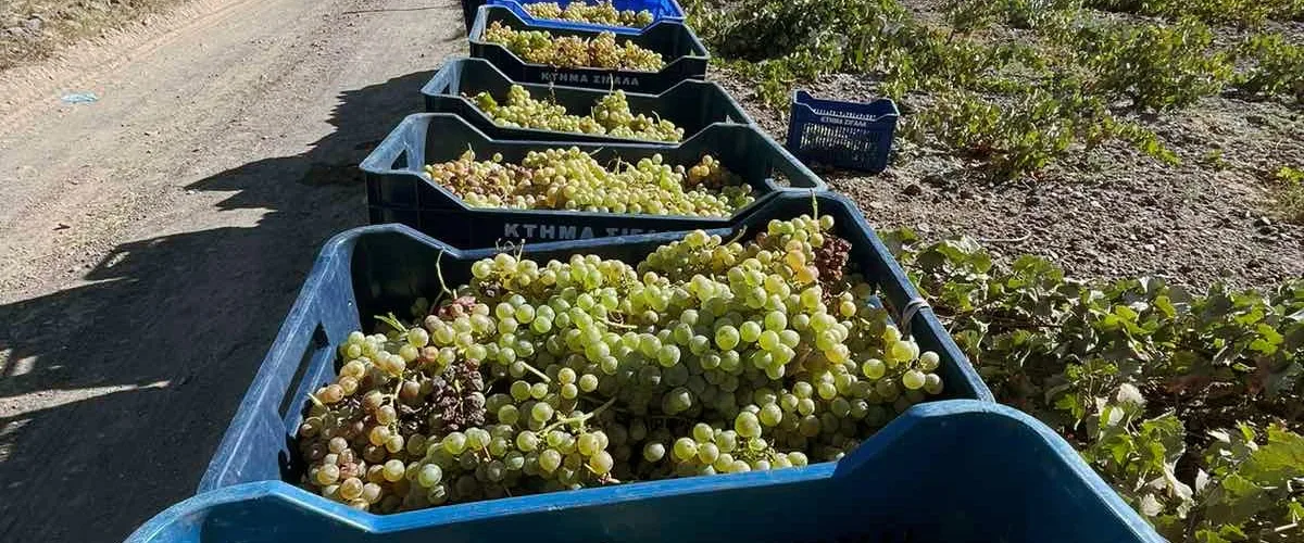 DOMAINE SIGALAS Harvest 2023 assyrtiko