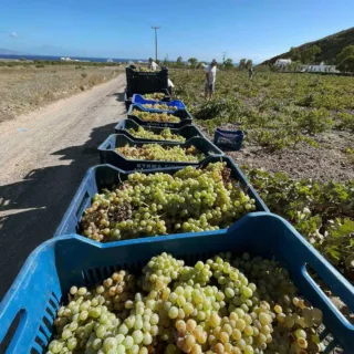 DOMAINE SIGALAS Harvest 2023 assyrtiko