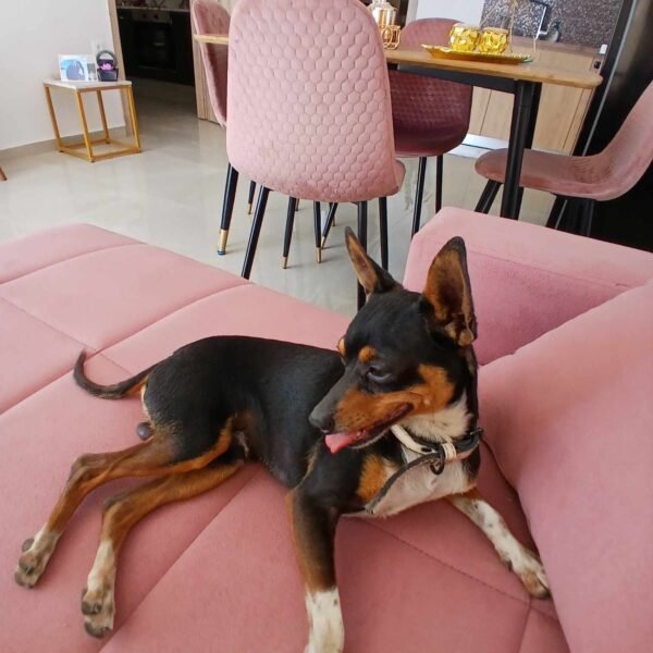 Χάθηκε σκυλάκι-Βοηθήστε να βρεθεί!